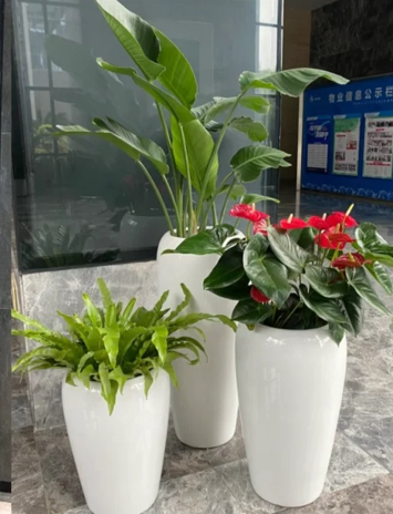 北仑花木摆放方案-宁波花木租赁合同模板-慈溪绿植租摆价格表-杭州湾室内植物租赁